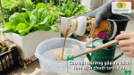 Pha dịch chuối tưới rau đúng tỷ lệ giúp rau phát triển xanh tốt và đạt năng suất cao.