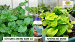 So sánh rau sử dụng amino đạm cá và rau không sử dụng phân đạm cá.