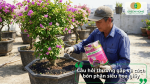 Giải đáp câu hỏi thường gặp về cách bón phân siêu hoa giấy để cây ra hoa quanh năm.