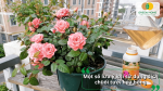 Một số lưu ý khi sử dụng dịch chuối tưới hoa hồng để hạn chế cháy rễ và tăng hiệu quả hấp thu dinh dưỡng.