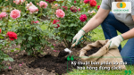 Kỹ thuật bón phân bò đúng cách cho hoa hồng giúp hạn chế xót rễ, tăng hiệu quả hấp thu dinh dưỡng và cải tạo đất lâu dài.