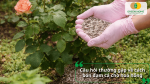 Giải đáp các câu hỏi thường gặp về cách bón đạm cá hiệu quả.