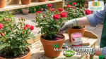 Lựa chọn địa chỉ mua phân tan chậm cho hoa hồng chính hãng, chất lượng và giá tốt.