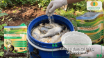 Hướng dẫn cách ủ đạm cá bằng nấm Trichoderma giúp hạn chế mùi và bổ sung vi sinh có lợi.