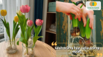 Cách trồng hoa tulip trong nước bằng bình thủy tinh giúp cây phát triển đẹp mắt, sạch sẽ và thích hợp trang trí không gian sống.