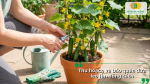 Hướng dẫn thu hoạch và bảo quản dưa leo lùn đúng cách để giữ quả tươi ngon, giòn ngọt và kéo dài thời gian sử dụng.