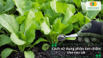 Cách sử dụng phân tan chậm cho rau cải đúng kỹ thuật