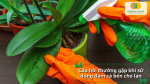 Giải đáp câu hỏi thường gặp về cách bón đạm cá cho lan đúng kỹ thuật và an toàn.
