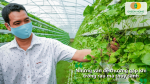 Những vấn đề thường gặp khi trồng rau má thủy canh như cây chậm phát triển, vàng lá, thối rễ và cách khắc phục hiệu quả.