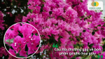 Giải đáp các câu hỏi thường gặp về bón phân gà cho hoa giấy.