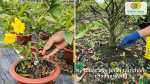 Hướng dẫn kỹ thuật bón phân tan chậm cho mai vàng đúng cách giúp cây hấp thu dinh dưỡng hiệu quả và phát triển bền vững.
