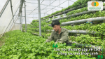 Giải đáp các câu hỏi thường gặp về cách trồng rau má thủy canh, thời gian thu hoạch, cách chăm sóc và sử dụng dung dịch dinh dưỡng.