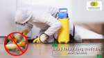 Lưu ý khi sử dụng thuốc diệt mối tại nhà an toàn và hiệu quả