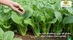 Giải đáp câu hỏi thường gặp về phân tan chậm cho rau cải