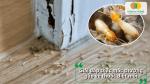 Giải đáp câu hỏi thường gặp về thuốc diệt mối