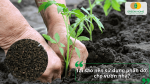Tại sao nên sử dụng phân dơi cho vườn nhà để cải tạo đất và giúp cây phát triển bền vững.