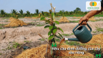 Nhu cầu dinh dưỡng của cây sầu riêng ở giai đoạn kiến thiết