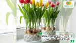 Điều kiện môi trường thích hợp khi trồng hoa tulip thủy canh