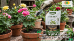 Phân Humic Hợp Trí Super Humic giúp cải tạo đất, kích thích rễ và tăng sức sống cho hoa hồng.