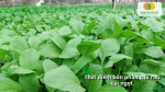 Thời điểm bón phân cho rau cải ngọt giúp cây sinh trưởng tốt, phát triển nhanh và cho năng suất cao.