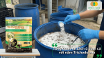 Chế phẩm Trichoderma Bacillus Humic dùng để ủ đạm cá, giúp thúc đẩy quá trình phân hủy hữu cơ và tạo phân cá chất lượng cao.