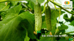 Đặc điểm của cây dưa leo trồng thủy canh