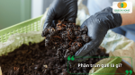 Phân trùn quế là phân bón hữu cơ giàu dinh dưỡng, cải tạo đất và nuôi cây hiệu quả.