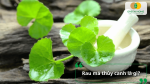 Rau má thủy canh là phương pháp trồng rau không cần đất, sử dụng dung dịch dinh dưỡng giúp cây sinh trưởng nhanh, sạch và đạt năng suất cao.