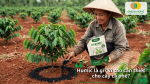 Humic là gì và vì sao cần bón Humic cho cà phê.