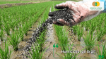 Humic cho lúa là gì? Hình ảnh bón phân Humic giúp cải tạo đất và kích thích bộ rễ phát triển.