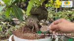 Phân tan chậm cho mai vàng là loại phân cung cấp dinh dưỡng từ từ, giúp cây hấp thu ổn định, hạn chế thất thoát và giảm số lần bón.