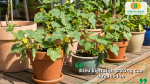 Điều kiện sinh trưởng lý tưởng của dưa leo lùn gồm nhiều ánh sáng, đất tơi xốp, thoát nước tốt và dinh dưỡng cân đối.