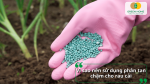 Hạt phân tan chậm dùng cho rau cải giúp cung cấp dinh dưỡng lâu dài