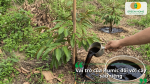 Vai trò của Humic giúp cây sầu riêng phát triển bộ rễ khỏe mạnh