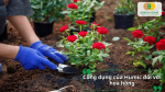 Humic giúp hoa hồng phát triển bộ rễ, tăng hấp thu dinh dưỡng và cho hoa nở đẹp.