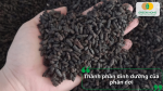 Thành phần dinh dưỡng của phân dơi chứa đạm, lân, kali và vi lượng giúp cây sinh trưởng tốt.