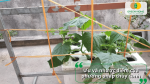 Ưu và nhược điểm của phương pháp trồng dưa leo thủy canh