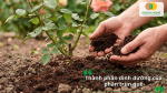 Phân trùn quế chứa nhiều dinh dưỡng giúp hoa hồng sinh trưởng khỏe và ra hoa đều.