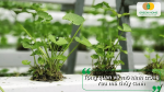 Tổng quan mô hình trồng rau má thủy canh với hệ thống tuần hoàn dinh dưỡng, tiết kiệm nước và phù hợp cho sản xuất quy mô lớn.