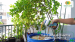 Thành phần dinh dưỡng của đạm cá gồm axit amin, đạm hữu cơ, vi lượng và các hợp chất sinh học giúp kích thích rễ, nuôi cây và tăng sức đề kháng.