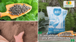 Các loại phân gà phù hợp để bón phân gà cho hoa giấy.