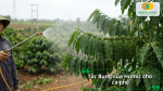 Tác dụng của việc bón Humic cho cà phê trong từng giai đoạn sinh trưởng.