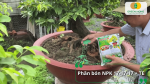 Phân bón NPK 17-17-17 + TE cung cấp dinh dưỡng cân đối giúp mai vàng phát triển thân cành, lá khỏe và phục hồi sau cắt tỉa.