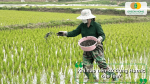 Khi nào nên sử dụng Humic cho lúa để cây sinh trưởng khỏe và phát triển đồng đều.