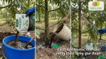 Hướng dẫn bón Humic cho sầu riêng theo từng giai đoạn phát triển