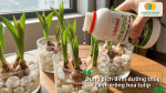 Dung dịch dinh dưỡng thủy canh dành cho hoa tulip