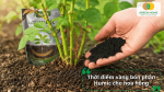 Bón Humic cho hoa hồng đúng thời điểm giúp cây sinh trưởng khỏe và ra hoa đồng đều.