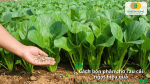 Hướng dẫn bón phân cho rau cải ngọt đúng cách giúp cây phát triển khỏe, lá xanh và thu hoạch sớm.