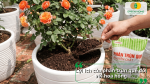 Bón phân trùn quế cho hoa hồng giúp cây phát triển khỏe, hoa nở to và bền màu.