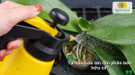 Hoa lan cần phân bón hữu cơ để bổ sung dinh dưỡng và phát triển bền vững.